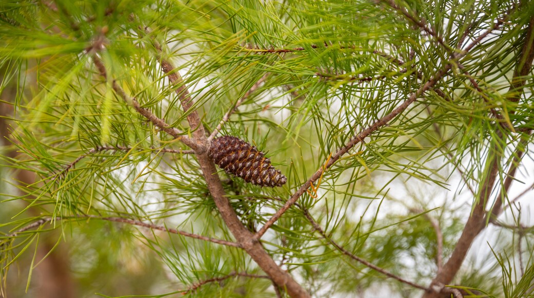 Reserva nacional de vida silvestre Bon Secour