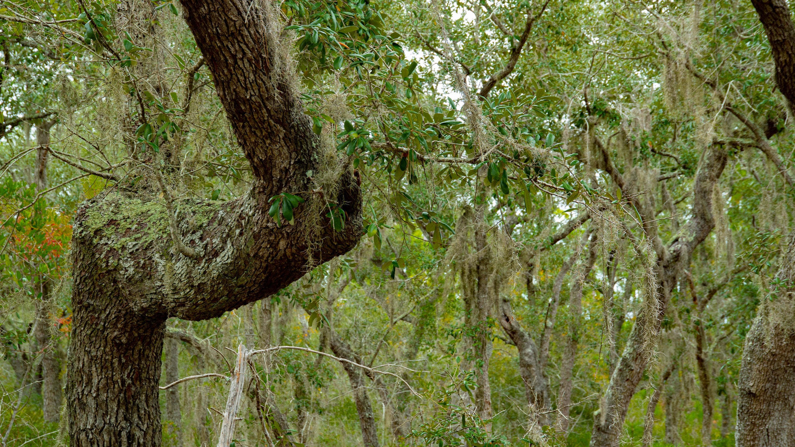 Bon Secour National Wildlife Refuge which includes forests