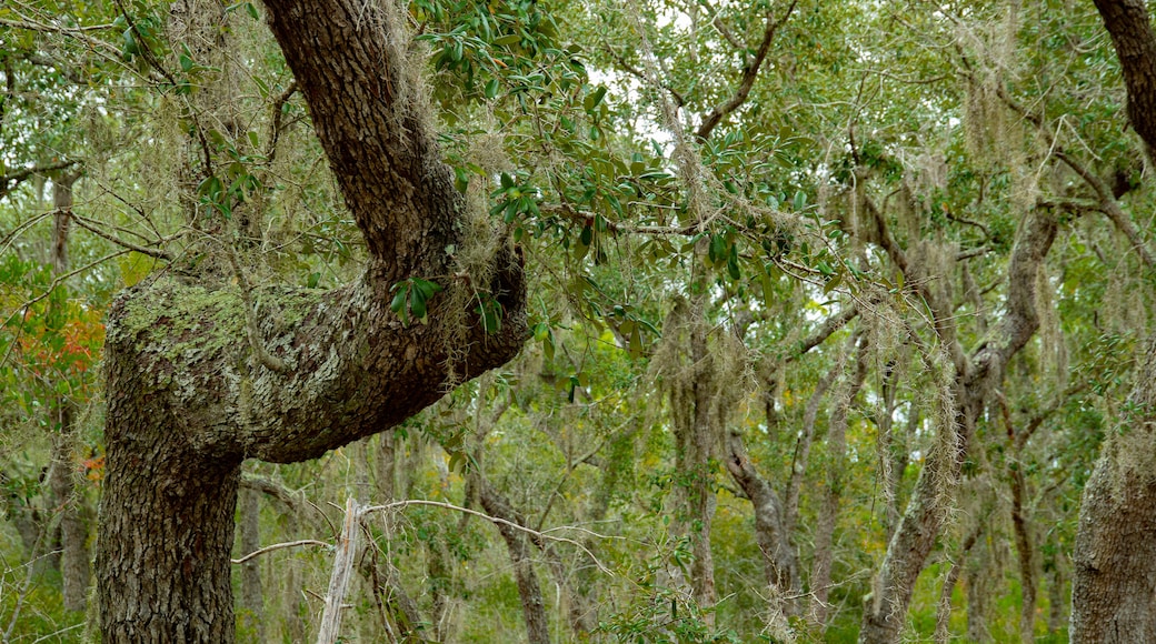 Bon Secour National Wildlife Refuge which includes forests