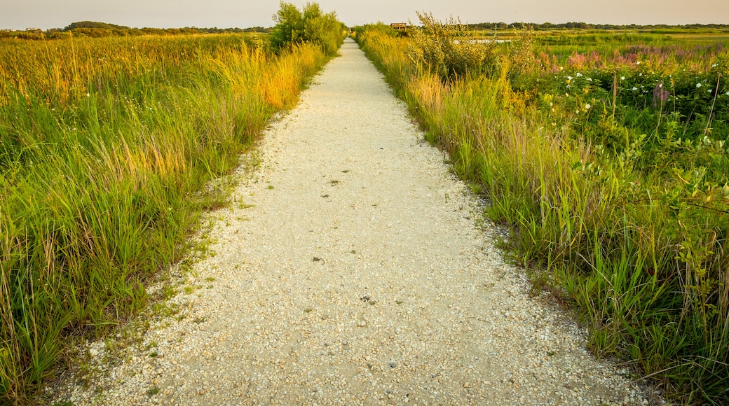 South Cape May Meadows