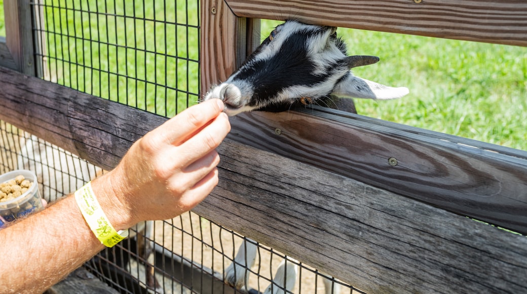 Cherry Crest Adventure Farm