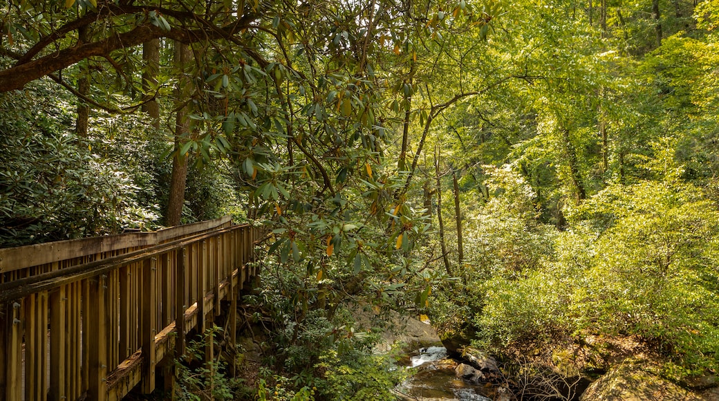 Dukes Creek Falls Trail