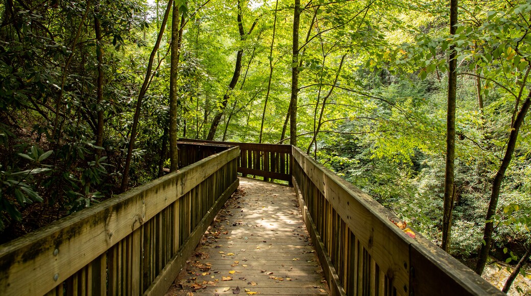 Dukes Creek Falls Trail