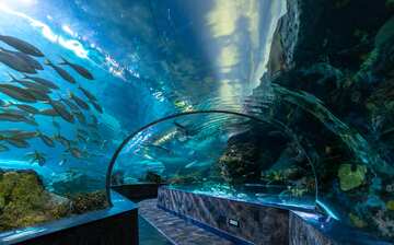 Visit Ripley's Aquarium of the Smokies in Gatlinburg | Expedia