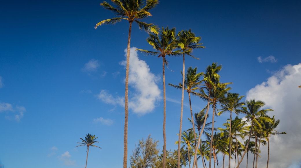 Paia Bay