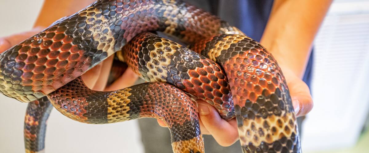 North Museum of Natural History featuring zoo animals and dangerous animals