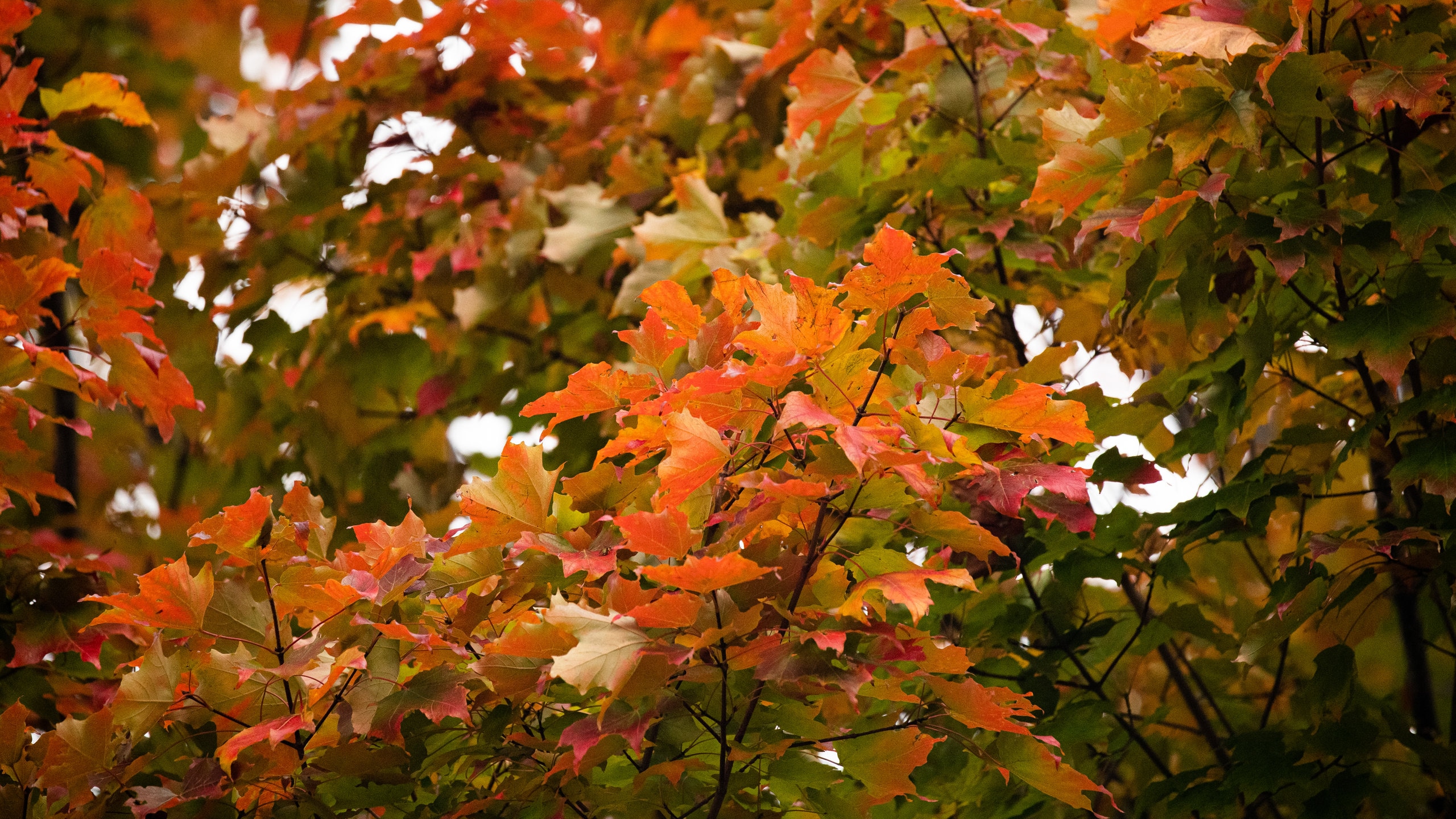 <h2>适合预算有限旅客的基特里热门住宿</h2>