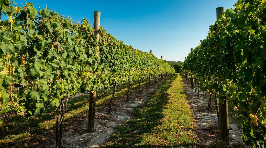 Natali Vineyards