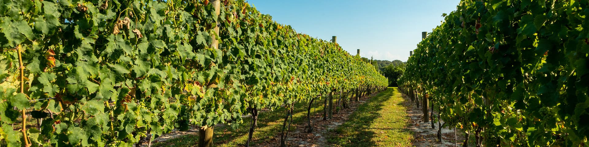 Natali Vineyards which includes farmland