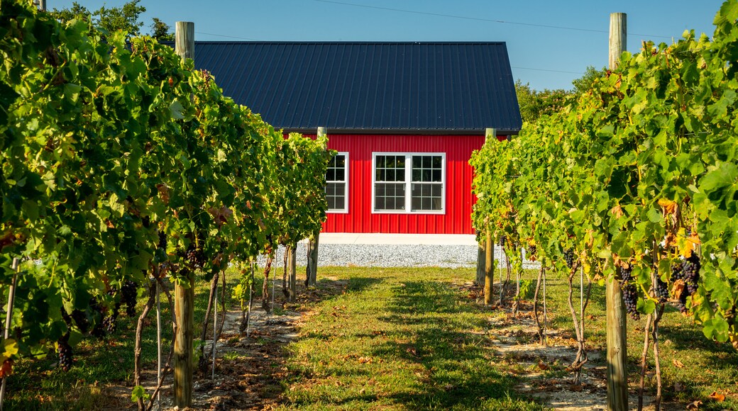 Natali Vineyards showing farmland