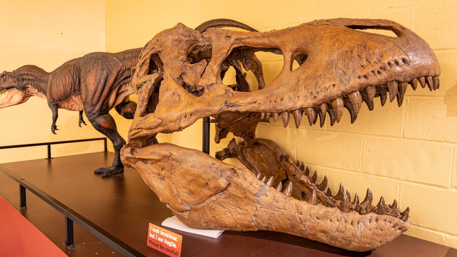 North Museum of Natural History and Science