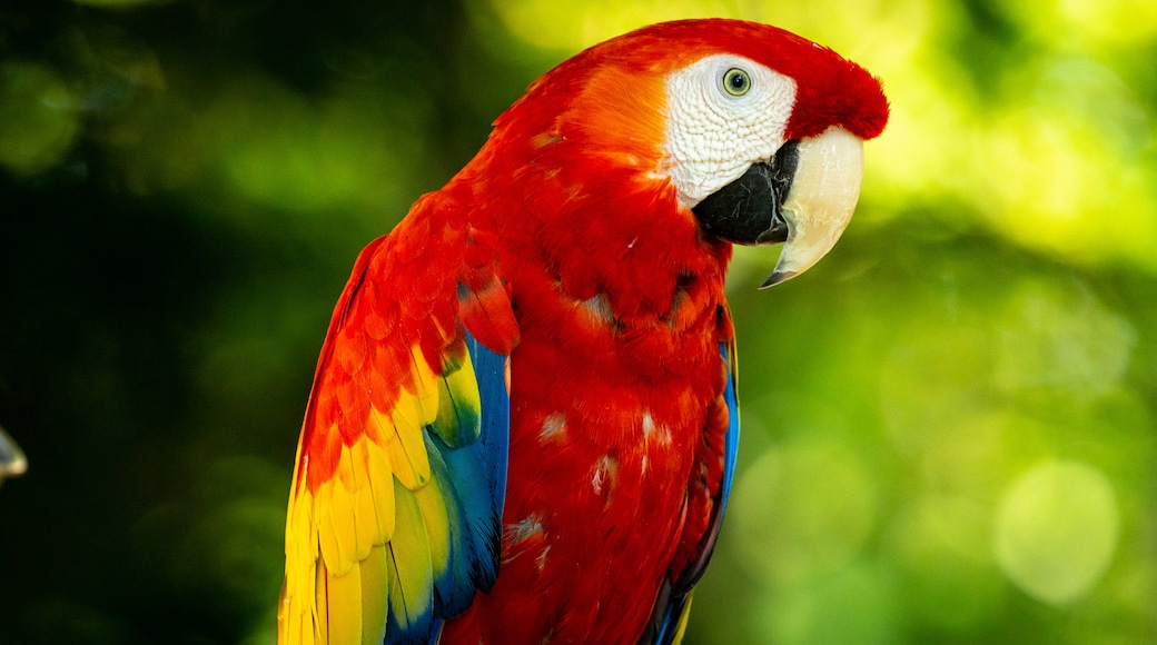 Parrot Mountain and Gardens