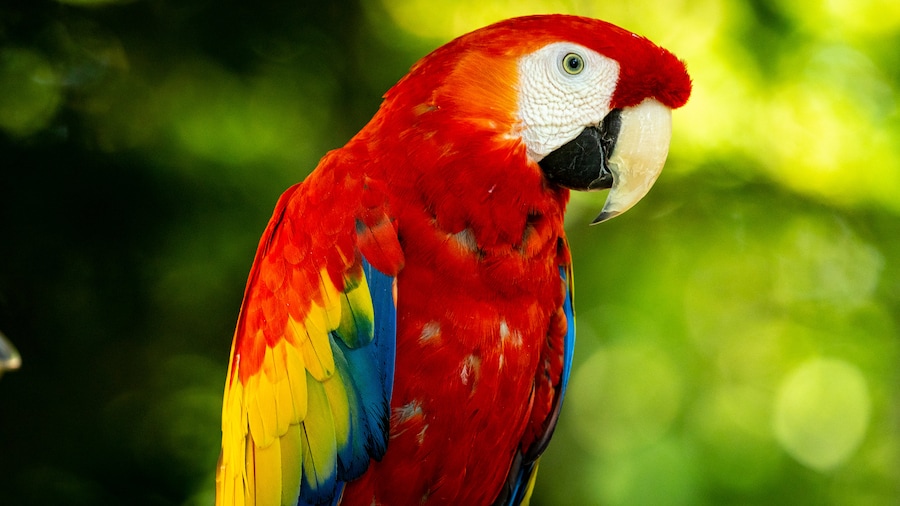Parrot Mountain and Gardens
