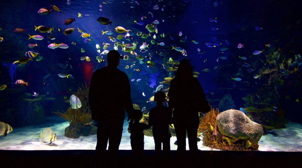 Ripley\'s Aquarium of the Smokies which includes interior views and marine life as well as a family