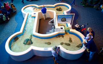 Visit Ripley's Aquarium of the Smokies in Gatlinburg | Expedia