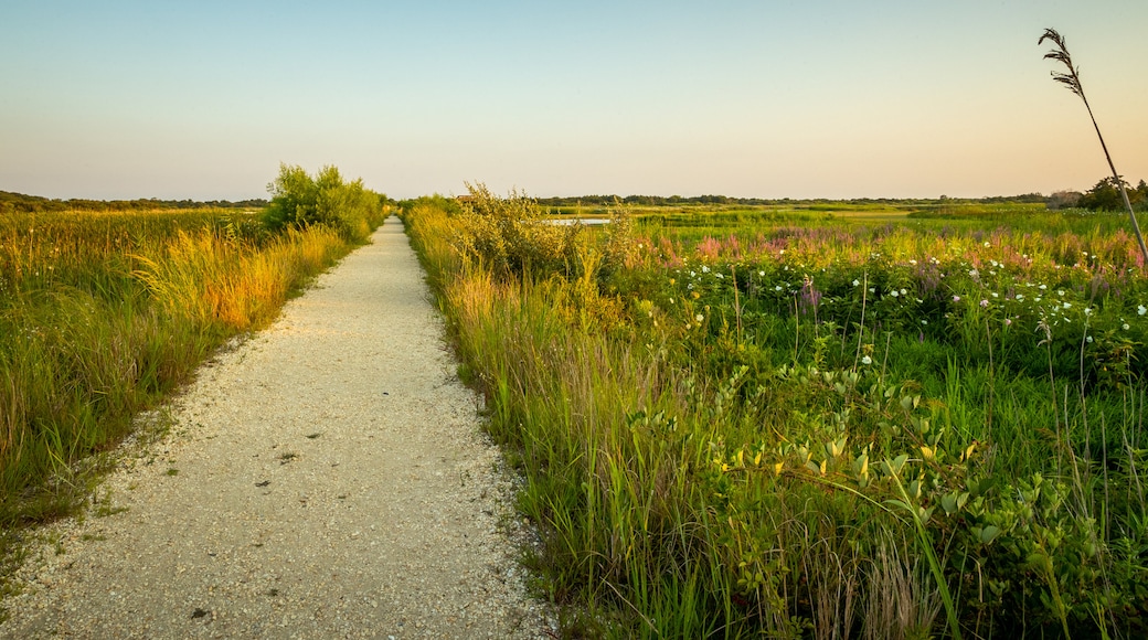 South Cape May Meadows featuring tranquil scenes and a sunset