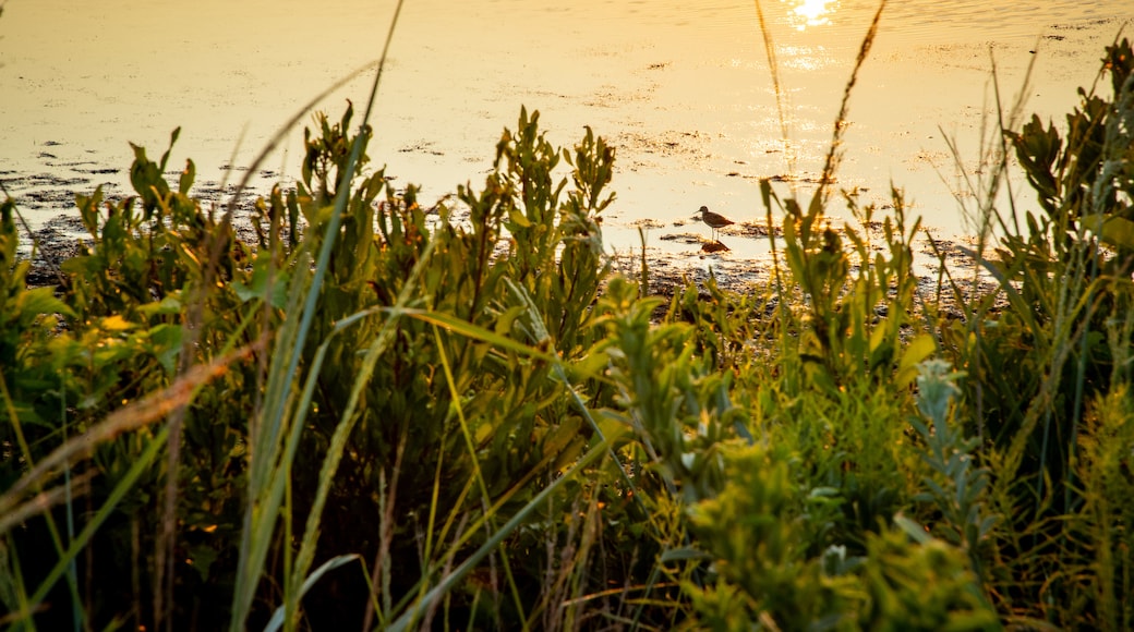 South Cape May Meadows which includes a sunset and a pond