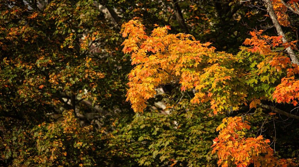 Wells Reserve at Laudholm Farms