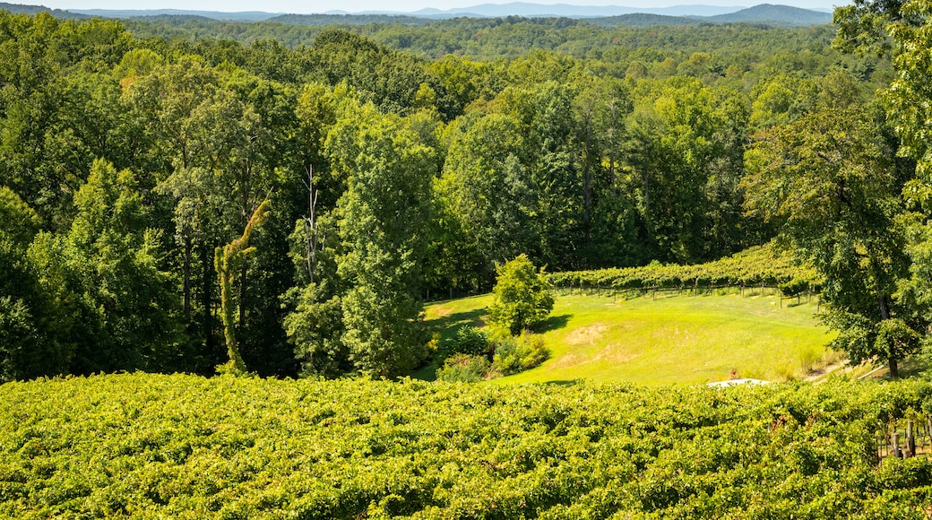 Wolf Mountain Vineyards showing tranquil scenes and landscape views