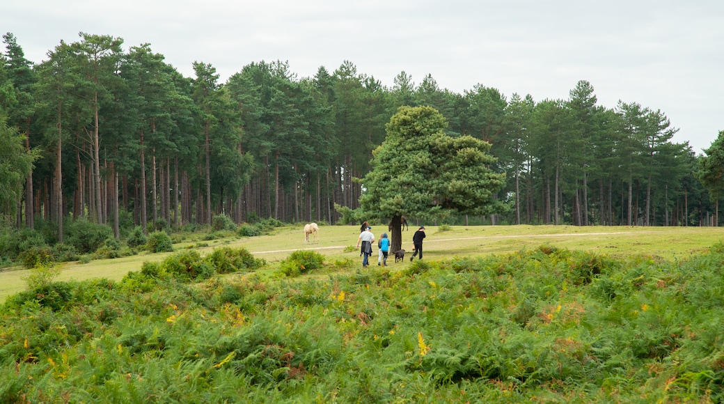 New Forest