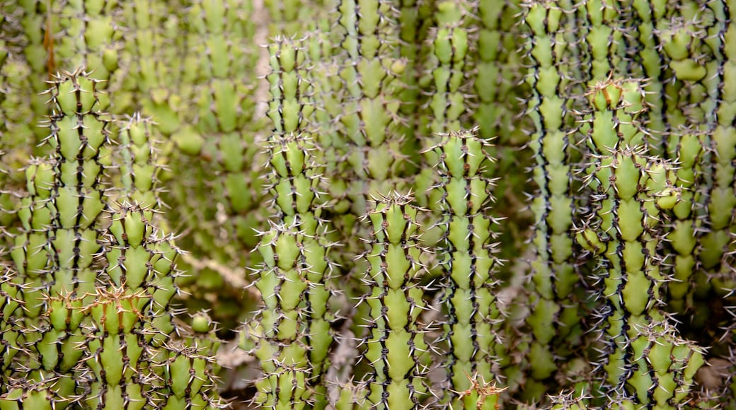 Exotic Garden which includes desert views