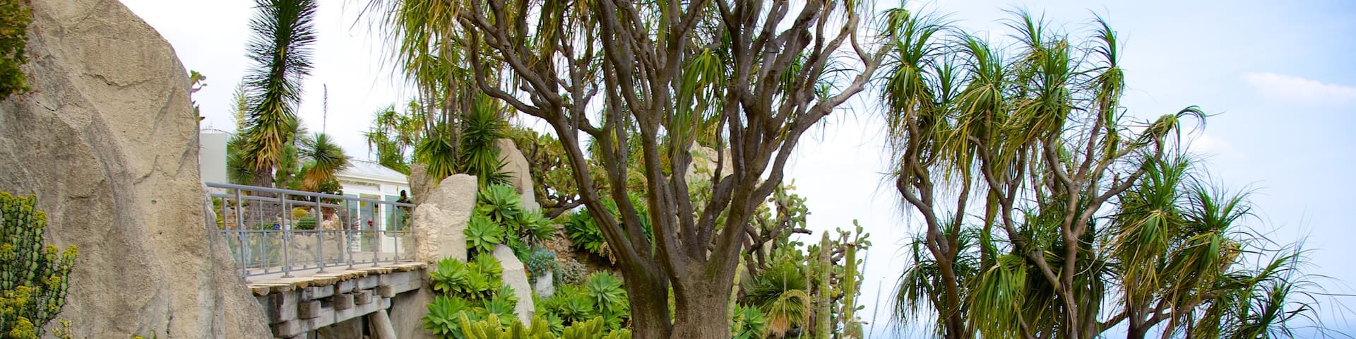 Exotic Garden showing a garden