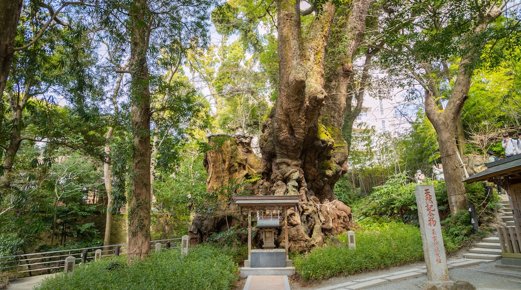 Kinomiya Shrine showing a garden and heritage elements