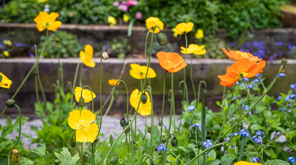 Akao Herb and Rose Garden featuring wildflowers