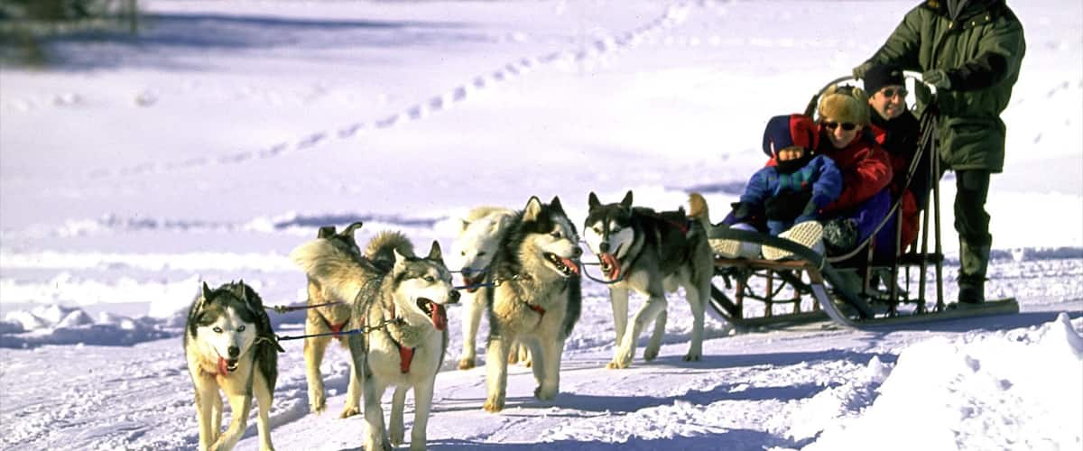 Parc Jean-Drapeau das einen niedliche oder freundliche Tiere, Schnee und Schlittenhundefahrten