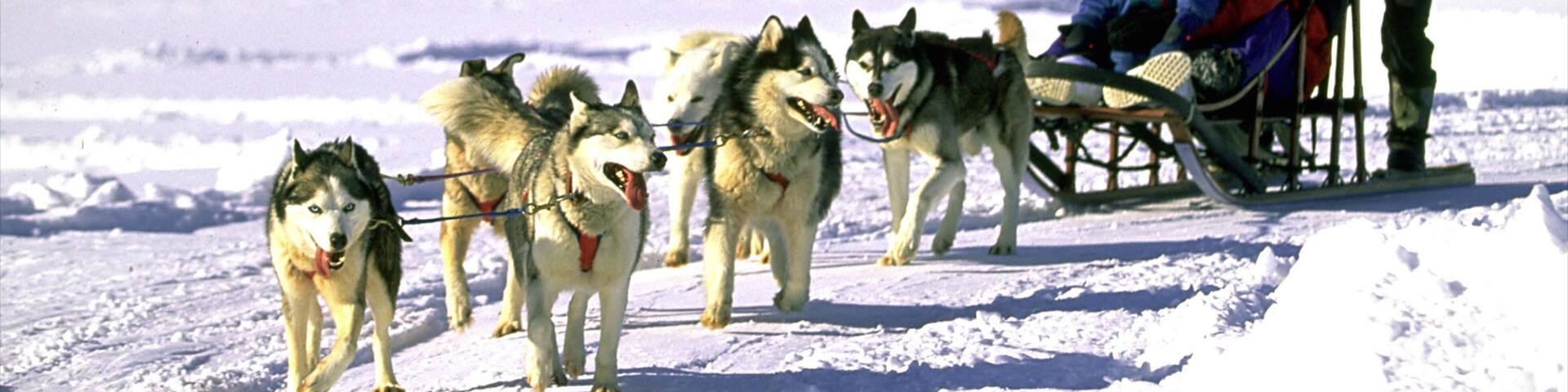 Parc Jean-Drapeau which includes cuddly or friendly animals, dog sledding and snow