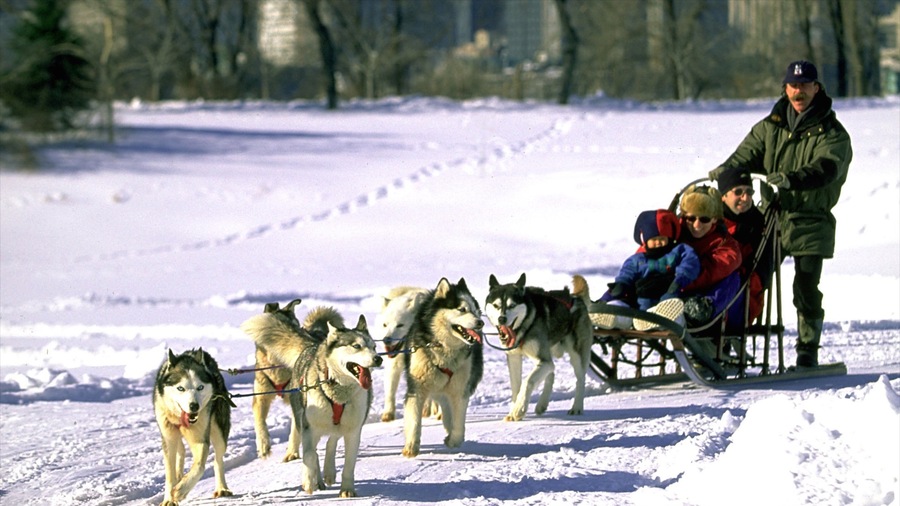 Parc Jean-Drapeau que incluye nieve, trineos tirados por perros y animales domésticos