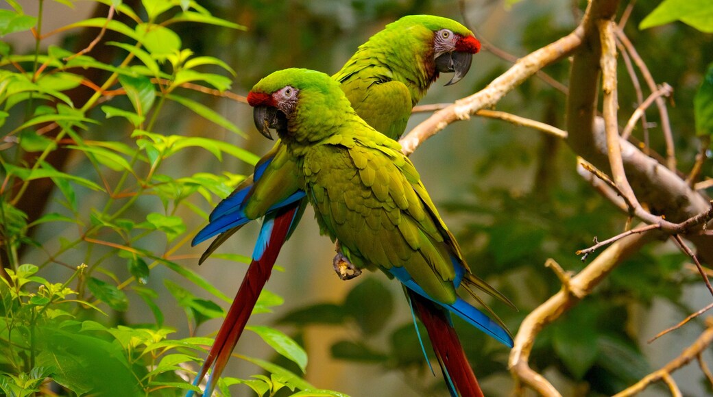 Montreal Biodome mostrando vida das aves