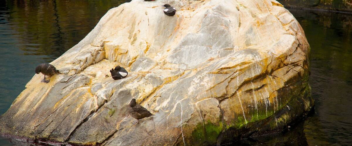 Montreal Biodome showing bird life