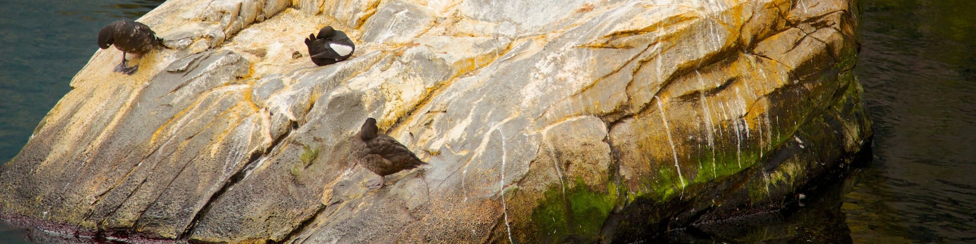 Montreal Biodome showing bird life