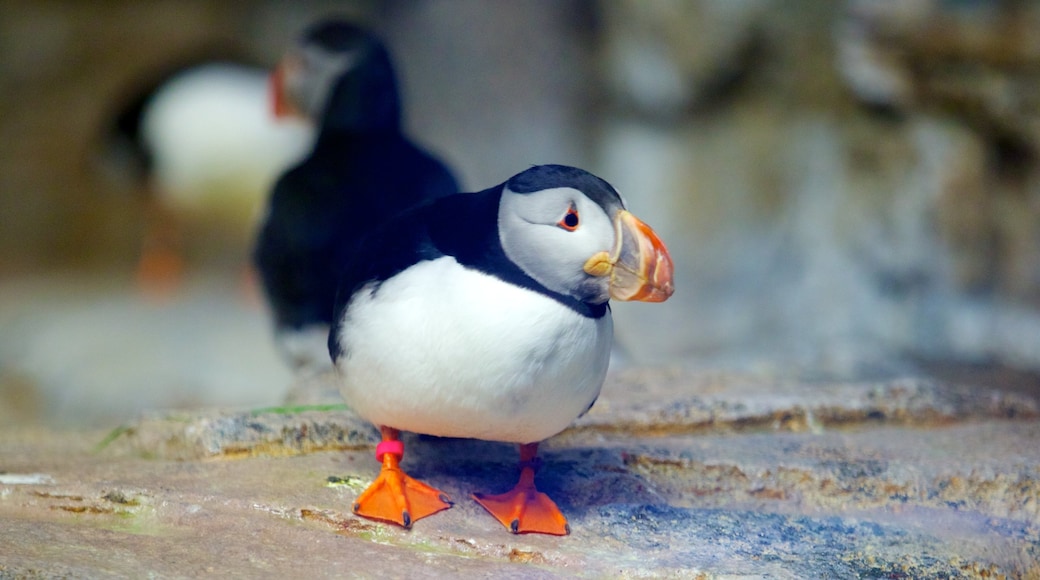 Montreal Biodome que incluye vida de las aves