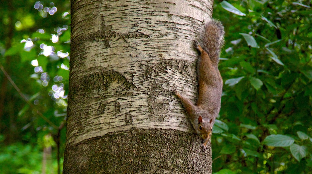 High Park