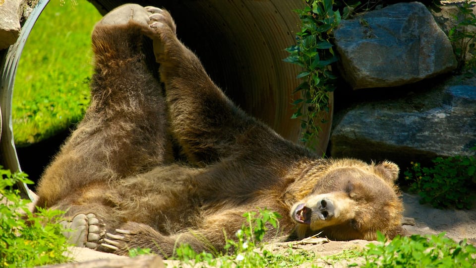 Toronto Zoo showing land animals, dangerous animals and zoo animals