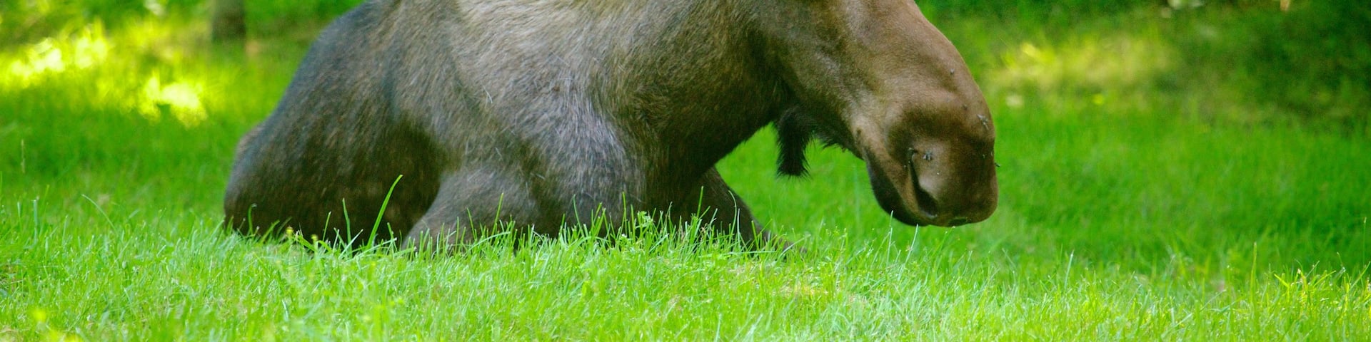 Toronto Zoo showing land animals and zoo animals