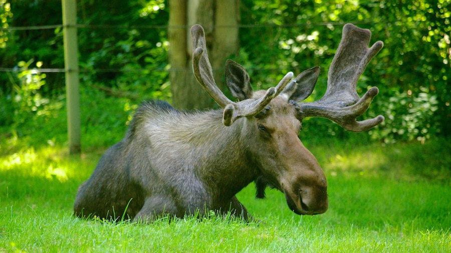 Toronto Zoo showing land animals and zoo animals
