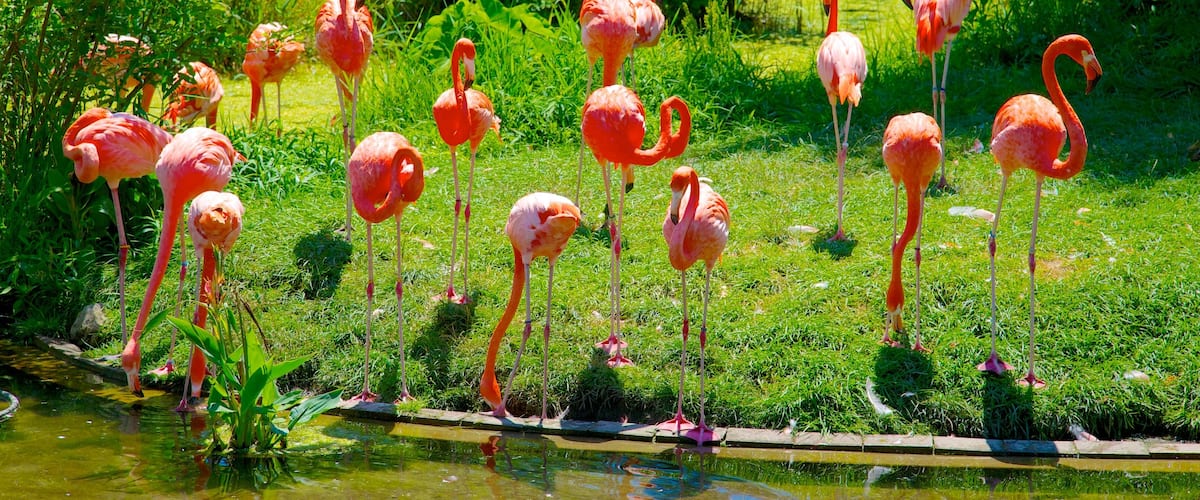 Toronto Zoo showing bird life, a pond and zoo animals