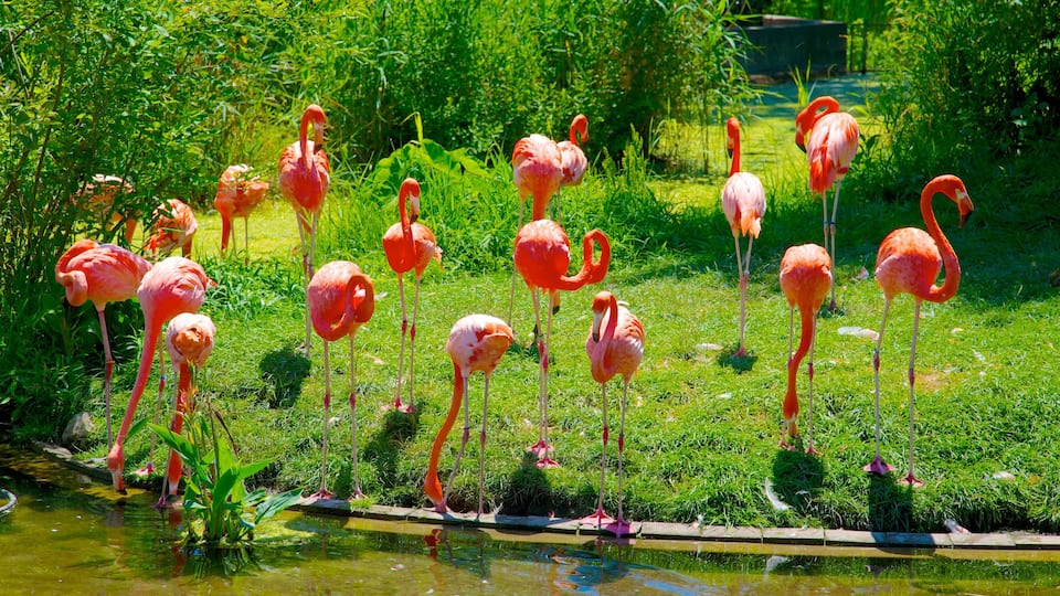 Toronto Zoo which includes bird life, a pond and zoo animals