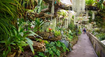 Jardin botanique de Montréal mettant en vedette jardin et vues intérieures