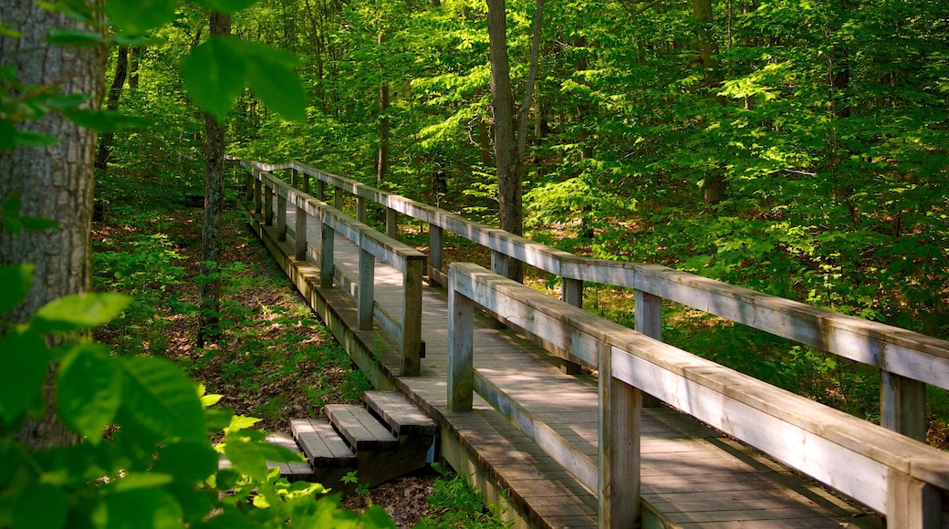 Gatineau Park showing a garden and forests