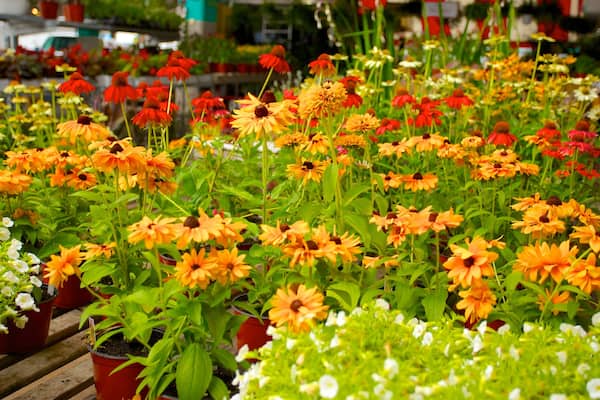 Marché Jean-Talon qui includes fleurs et marchés