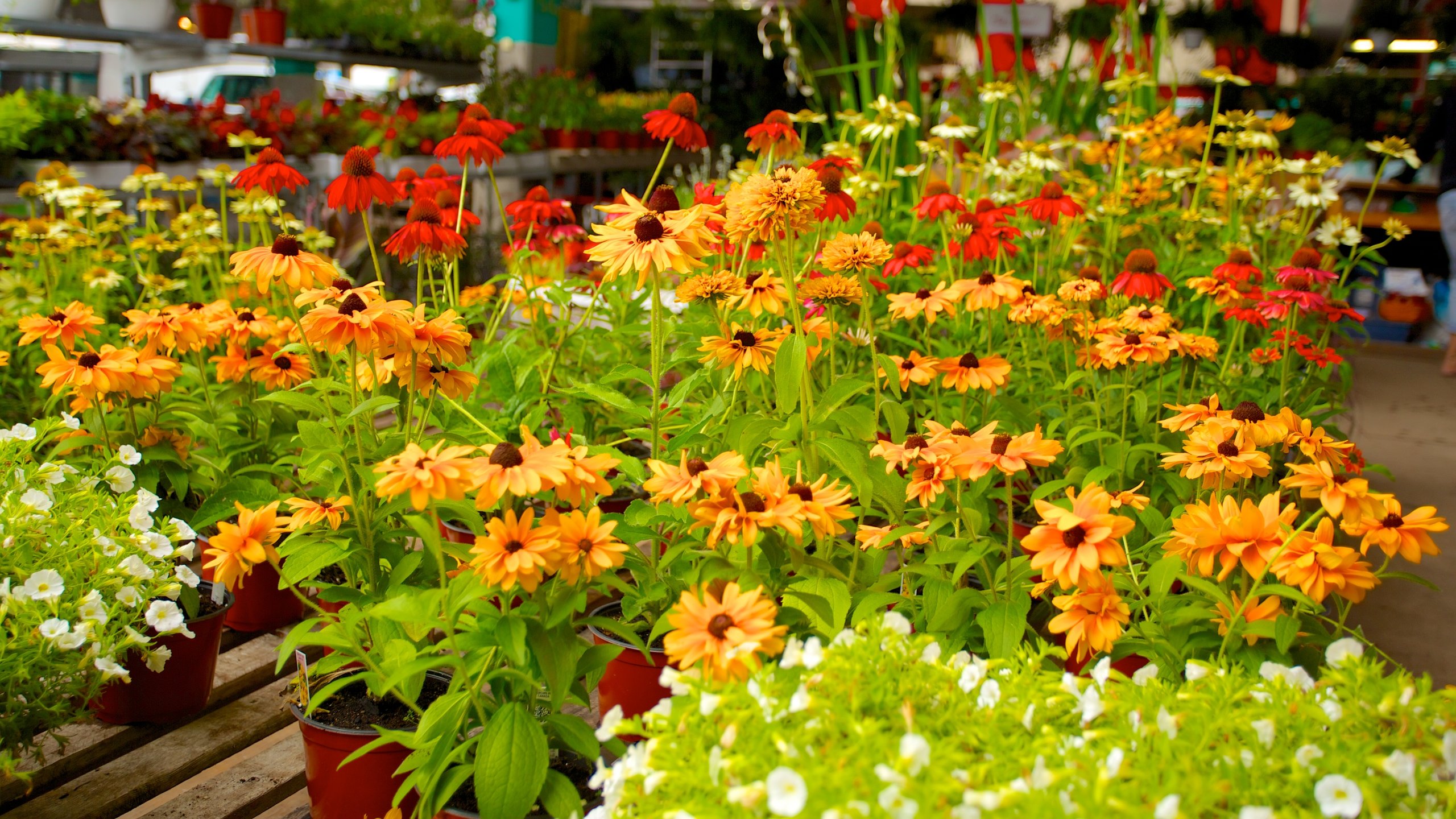 Colorful flower stalls at Jean-Talon Market in Montreal's Little Italy.