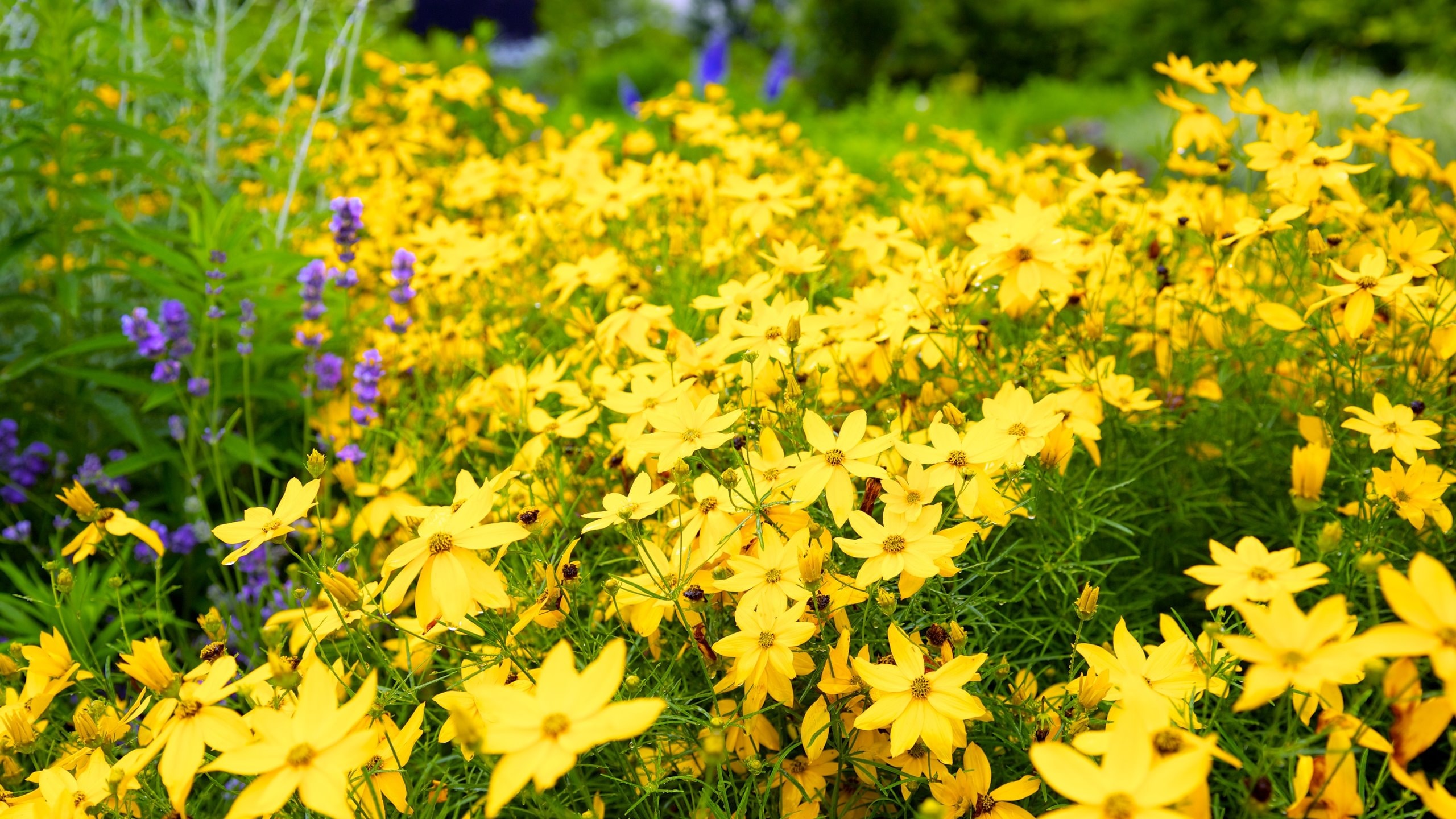 Visit North York 2024 North York, Toronto Travel Guide Expedia