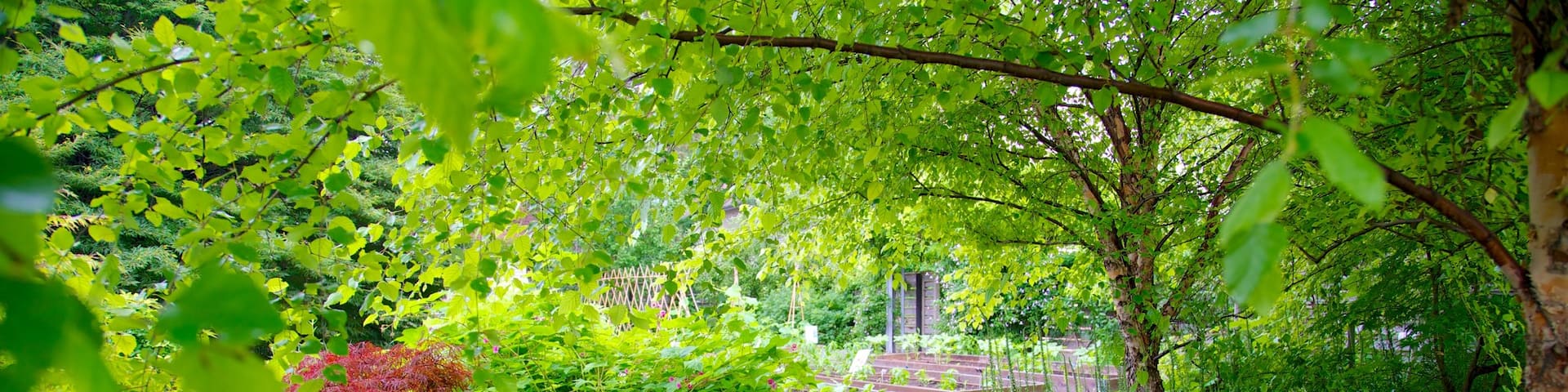 Toronto Botanical Garden featuring a garden