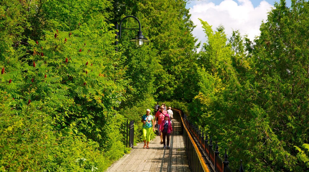 Chute Montmorency qui includes scÚnes forestiÚres et randonnée ou marche à pied aussi bien que petit groupe de personnes
