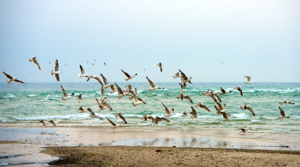 Grenen presenterar en sandstrand och fåglar