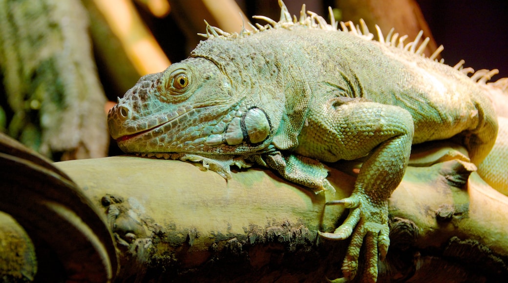 Aquatopia som omfatter dyr fra zoologisk have og dyr
